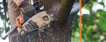 Best Leaf Removal  in Thunder Mountain, NM