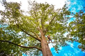 Best Hazardous Tree Removal  in Thunder Mountain, NM