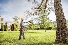 Best Emergency Tree Removal  in Thunder Mountain, NM