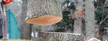 Best Firewood Processing and Delivery  in Thunder Mountain, NM