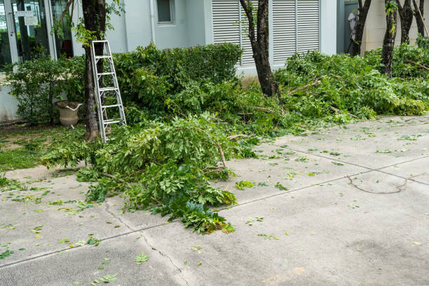 Best Tree Preservation Services  in Thunder Mountain, NM