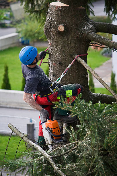 Best Fruit Tree Pruning  in Thunder Mountain, NM