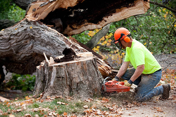 Best Arborist Consultation Services  in Thunder Mountain, NM