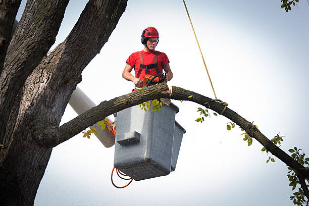 Best Tree Trimming and Pruning  in Thunder Mountain, NM